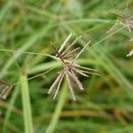 Cyperus longus Virág