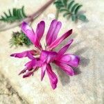 Hedysarum spinosissimum Květ
