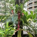 Alpinia purpurata Цветок