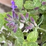 Salvia viridis Kvet