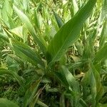 Canna glauca Leaf