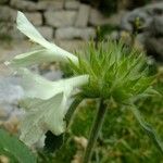 Stachys ossetica Otro