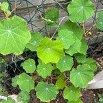 Tropaeolum minus Leaf