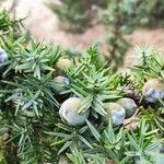 Juniperus macrocarpa Blad