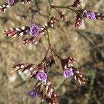 Limonium auriculiursifolium Други