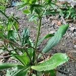 Eryngium foetidum Hoja