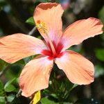 Hibiscus spp. Blodyn