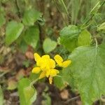 Lotus pedunculatusFlower