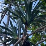 Pandanus utilisLeaf