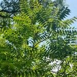 Cedrela angustifolia Leaf