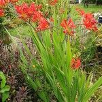 Crocosmia paniculata 形態