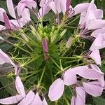 Cleome houtteana Fleur