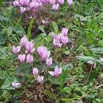 Cyclamen hederifolium 整株植物