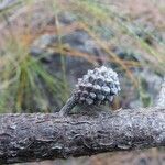 Casuarina teres Kôra