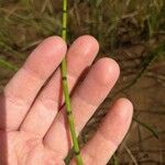 Equisetum laevigatum পাতা