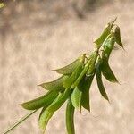 Trigonella esculenta Fruit