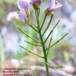 Cardamine crassifolia Other