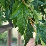 Malus toringo Leaf