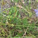 Scabiosa canescens Fuelha