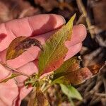 Solidago caesiaList