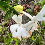 Oxera neriifolia Flower