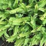 Blechnum penna-marina 葉