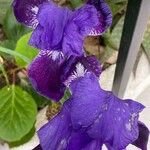 Iris pumila Fiore