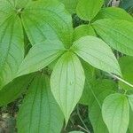 Dioscorea hispida 葉