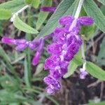 Salvia leucanthaFlower