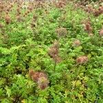 Acaena novae-zelandiae Blad