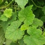 Tellima grandiflora Levél