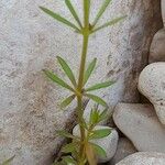 Galium setaceum Feuille