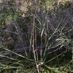 Retama monosperma Leaf