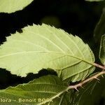 Rubus questieri Blad