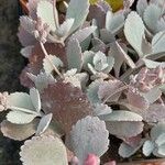 Kalanchoe pumila 葉