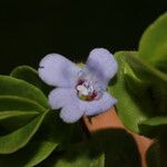 Bacopa salzmannii Çiçek