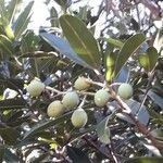 Calophyllum caledonicum Fruit