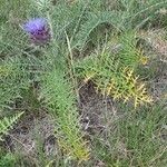 Cynara humilis Hábito