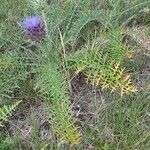 Cynara humilis Habit