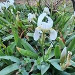 Iris albicans Хабит