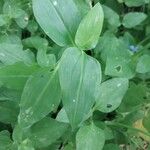 Commelina benghalensis Blatt