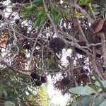 Eucalyptus lehmannii Fruit