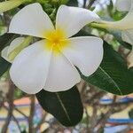 Plumeria obtusaCvet