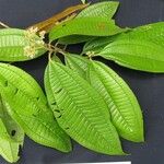 Miconia affinis Other