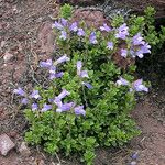 Penstemon davidsonii Облик