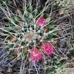 Mammillaria compressa Квітка