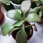 Kalanchoe longiflora Blomma