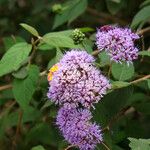 Hoffmannanthus abbotianus Flor