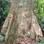 Parinari excelsa Casca