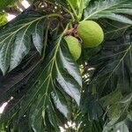 Artocarpus altilis ഫലം